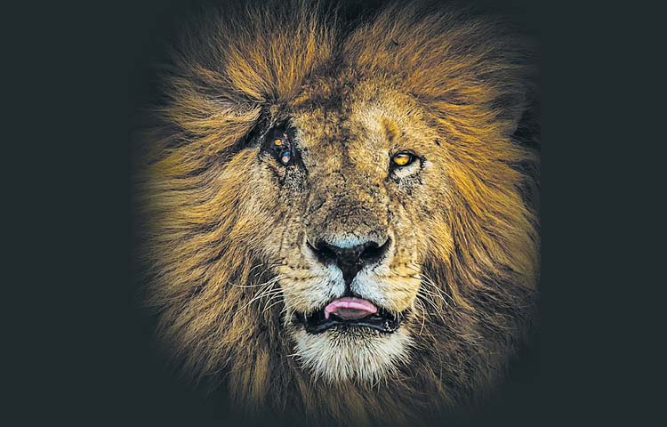 lion.jpg