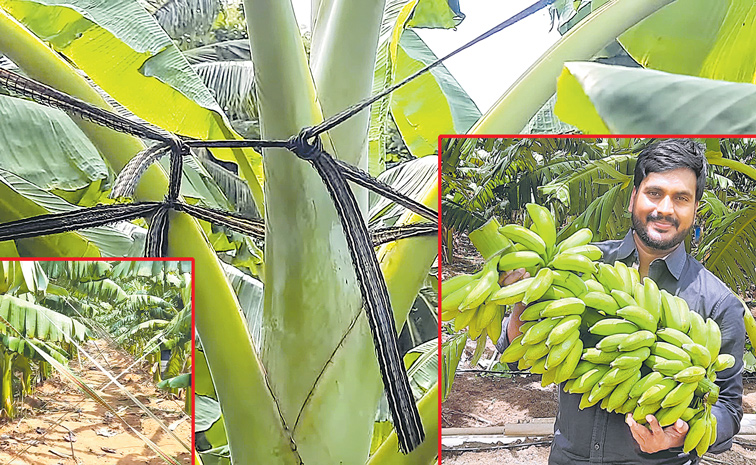 Banana-1.jpg