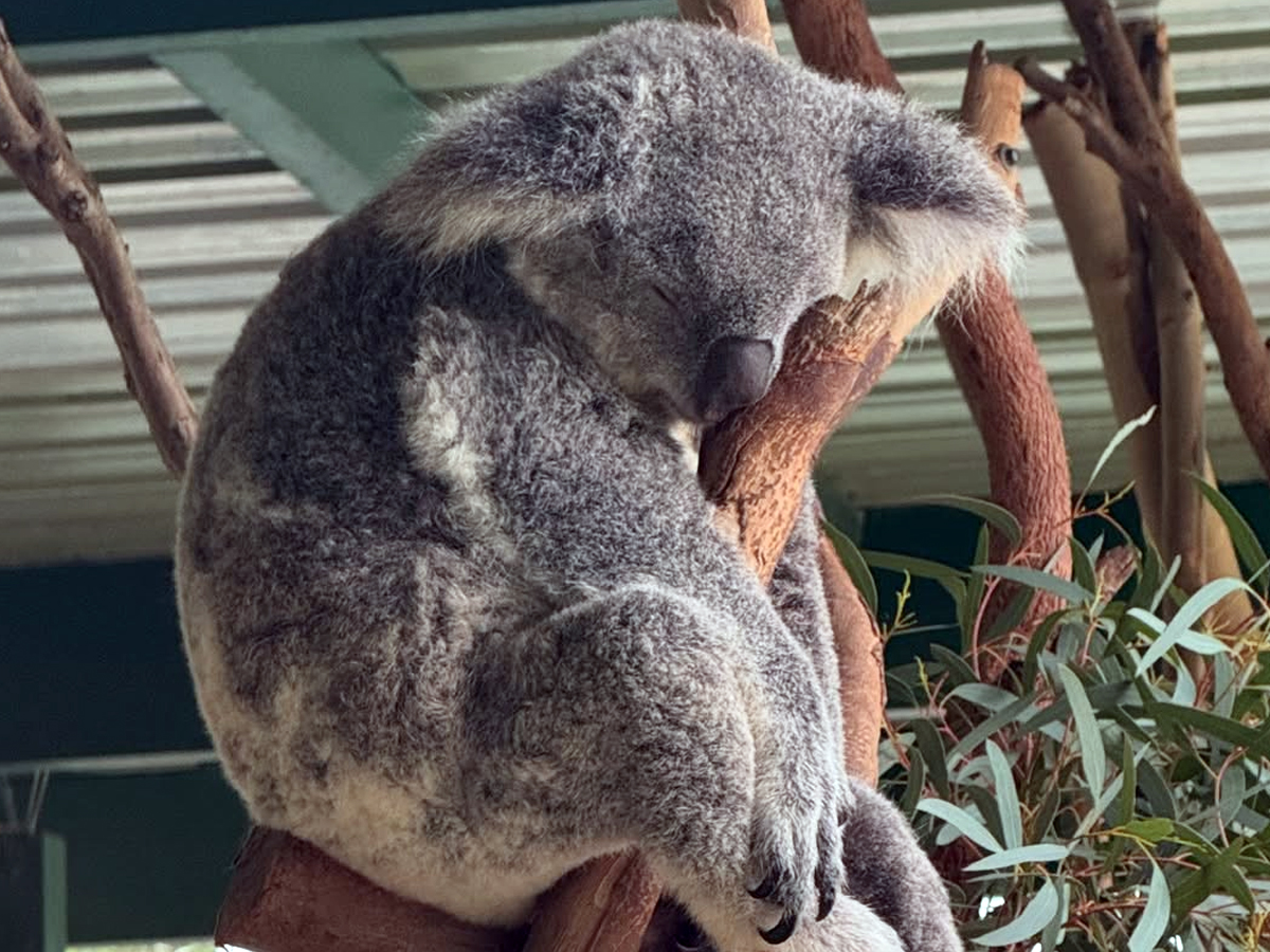 Samantha_20in_20australia4_1.jpg 5