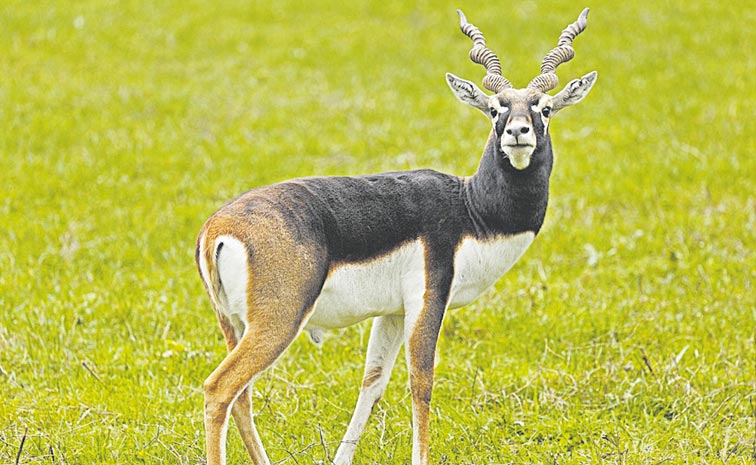 BLACK-BUCK11.jpg