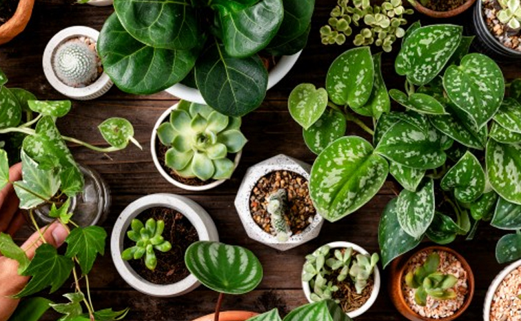 Indoorplants.jpg