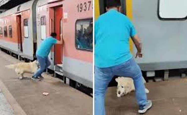 dog.jpg