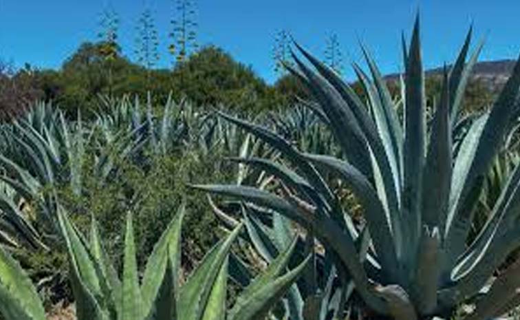 plant3.jpg