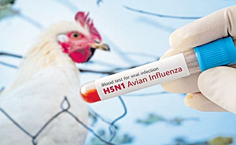 BIRD-FLU.jpg