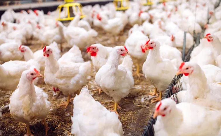 Birdflu.jpg