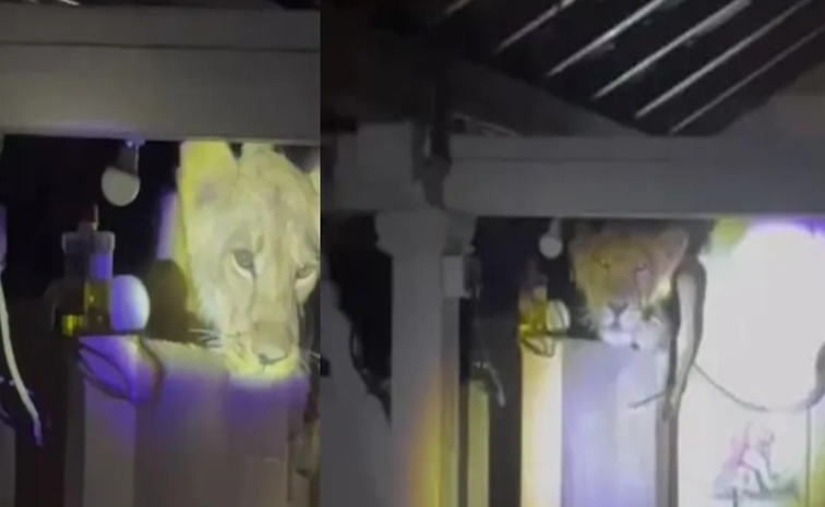 lion.jpg