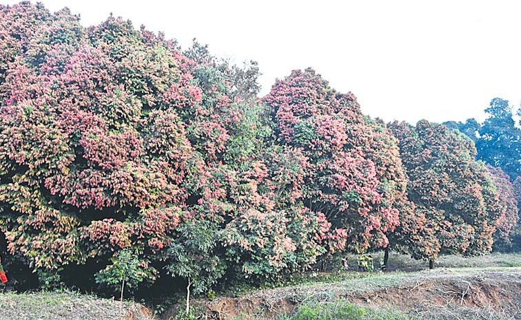 Tree2.jpg