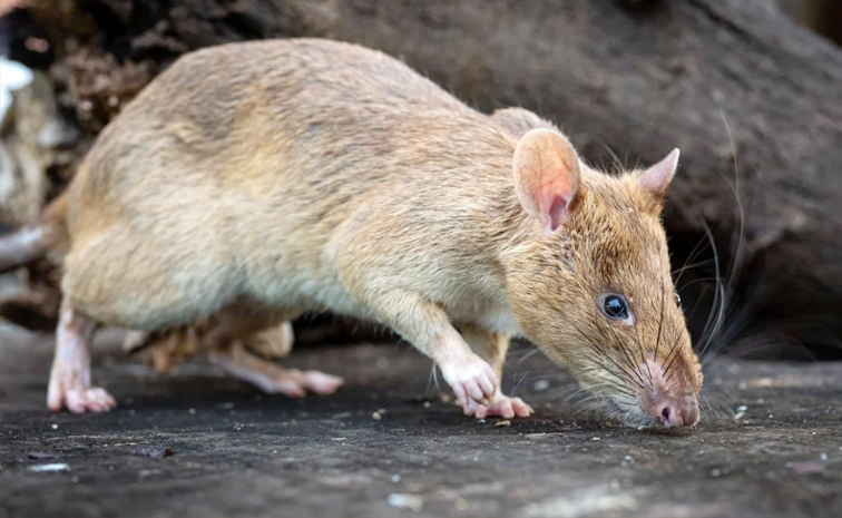 rat_20Ronin.jpg