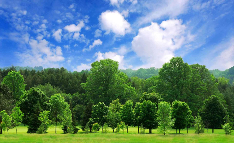 tree.jpg