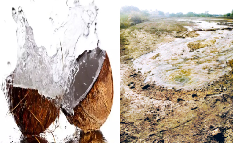 coconut.jpg