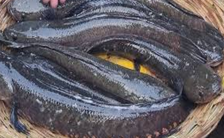 korameenufish.jpg