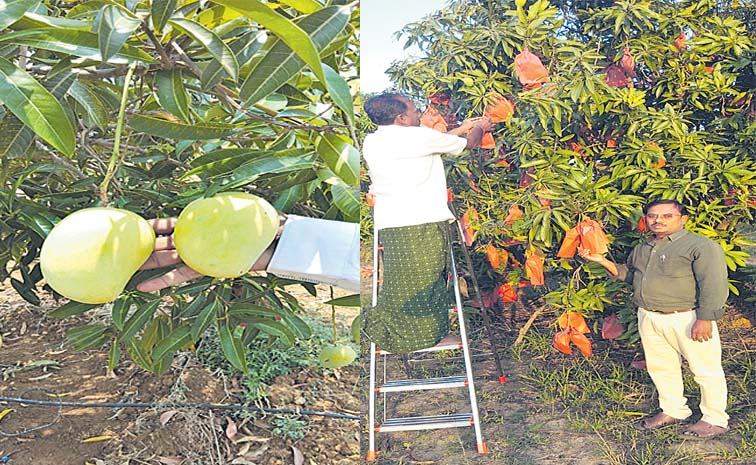 mango.jpg