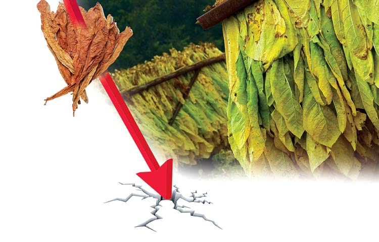 tobaco.jpg