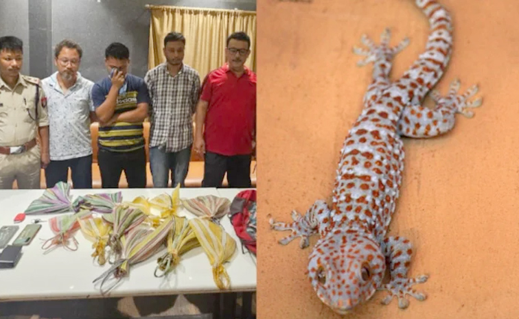 Rare-Lizard1.jpg