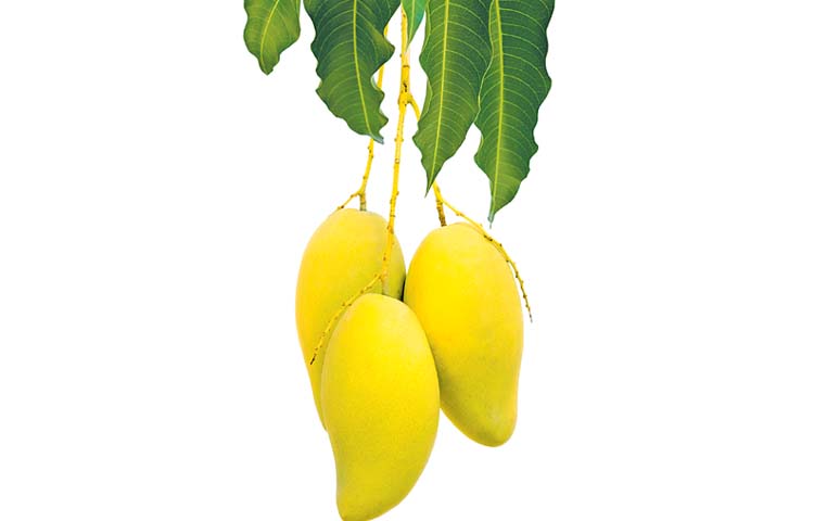 mango.jpg