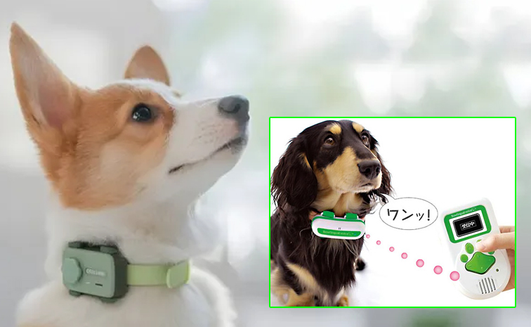 pet.jpg