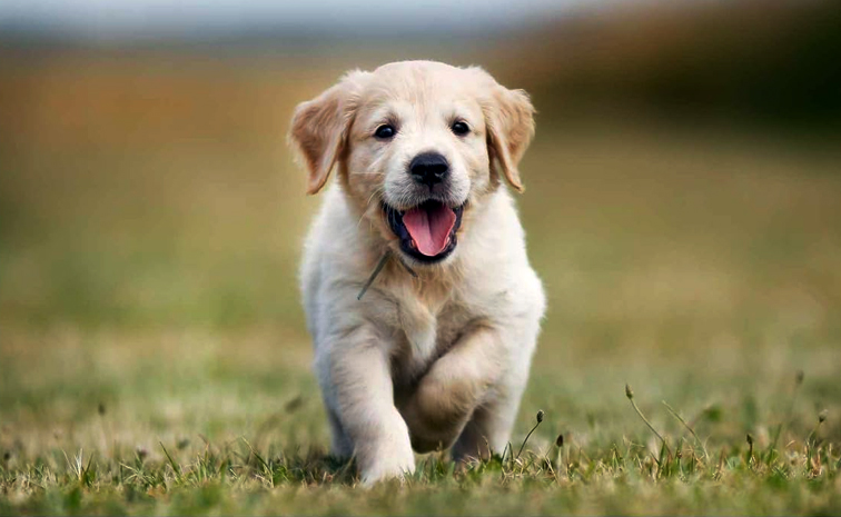 Dog.jpg