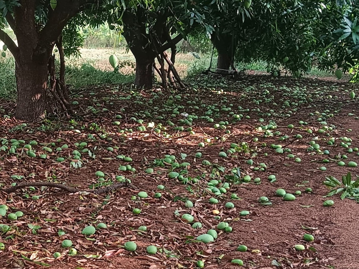 Hailstorm_20with_20strong_20winds_20wreaks_20havoc_20in_20Telugu_20states_7_0.jpg 7