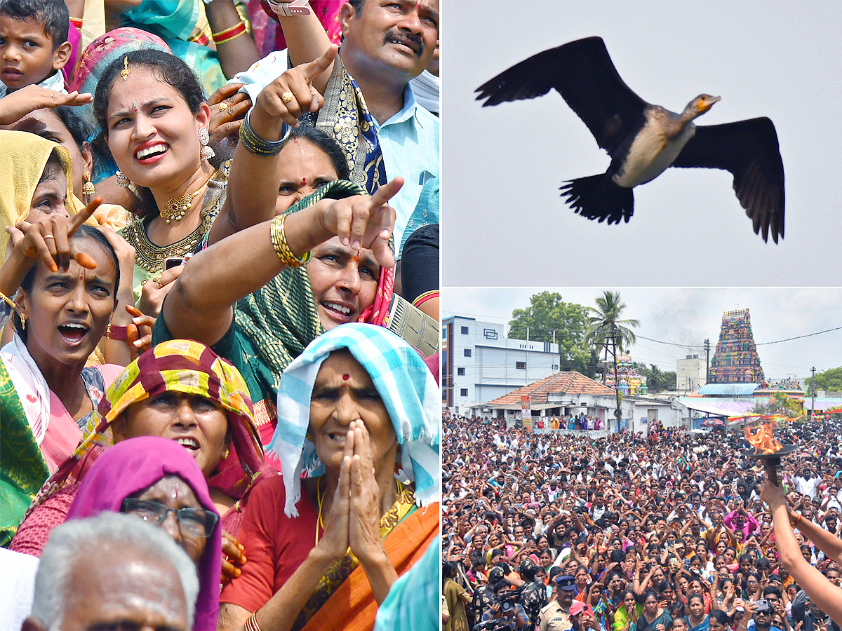 Garuda_20Bird_20At_20Raghunayaka_20Kalyanam_20at_20Prakasam_20District__20_281_29.jpg 1