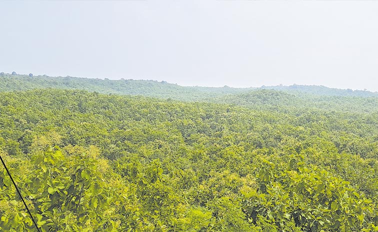 nirmal-forest-1.jpg