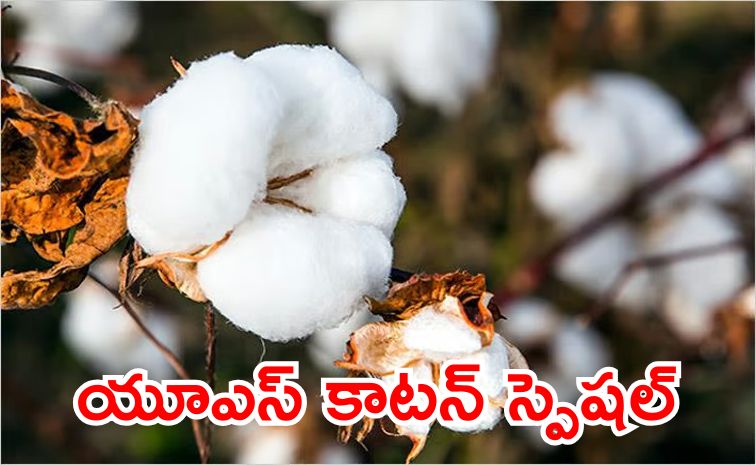 cottonn.jpg