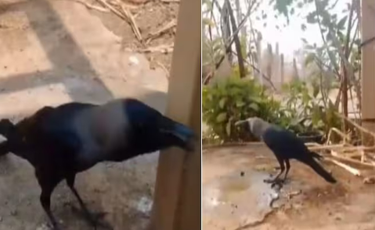 speakingcrow.jpg