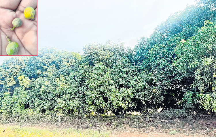 mango.jpg