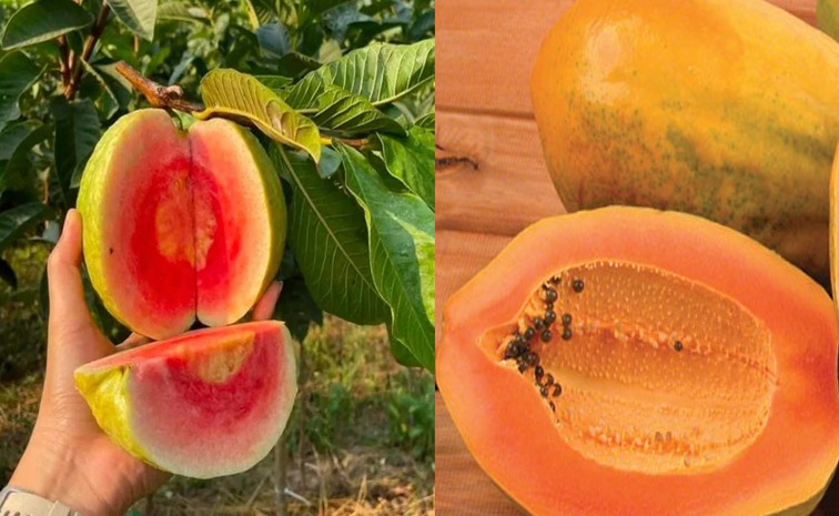 fruits.jpg