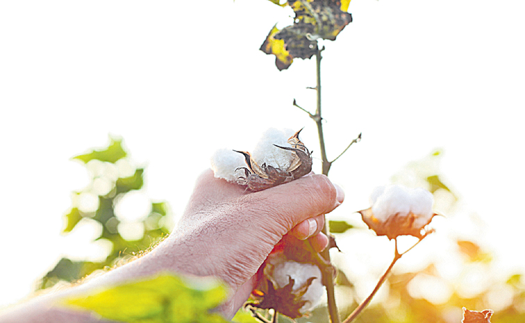 COTTON--823650820.jpg