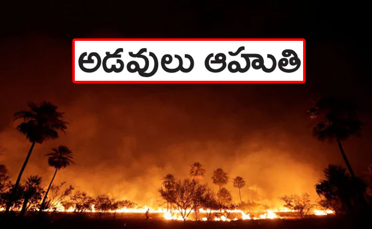Forest_Fires_India.jpg