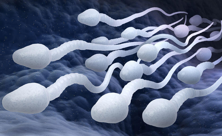 spermrace.jpg