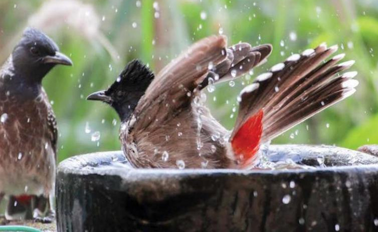 birds.jpg