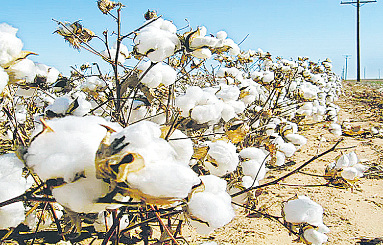 cotton.jpg