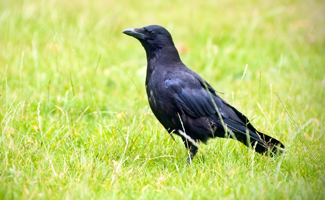 crow.jpg