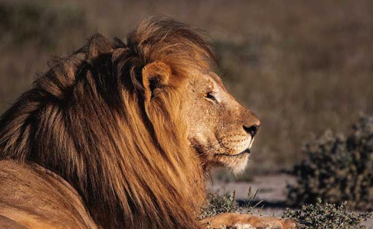 lions.jpg