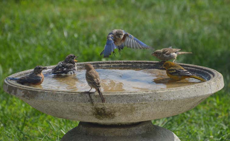 birds.jpg