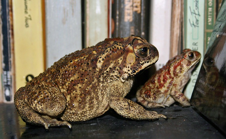 frogs.jpg