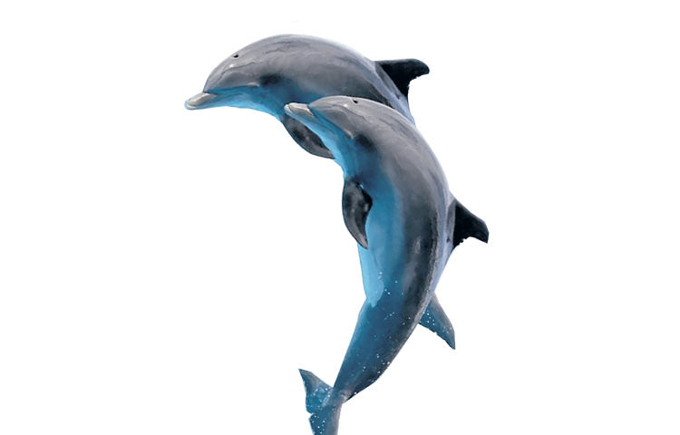 dolphins.jpg