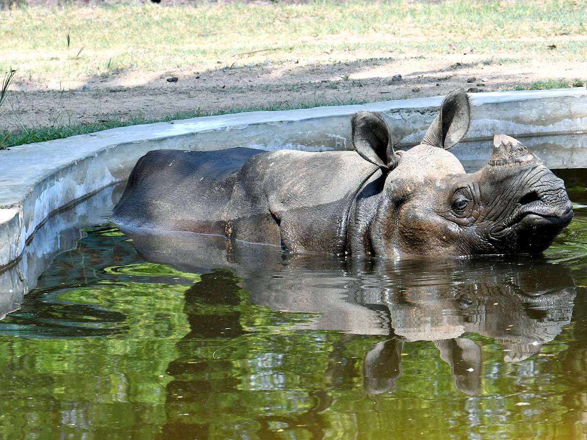 Tourists_20Throng_20To_20Nehru_20Zoological_20Park_20Photos_20_2814_29.jpg 14