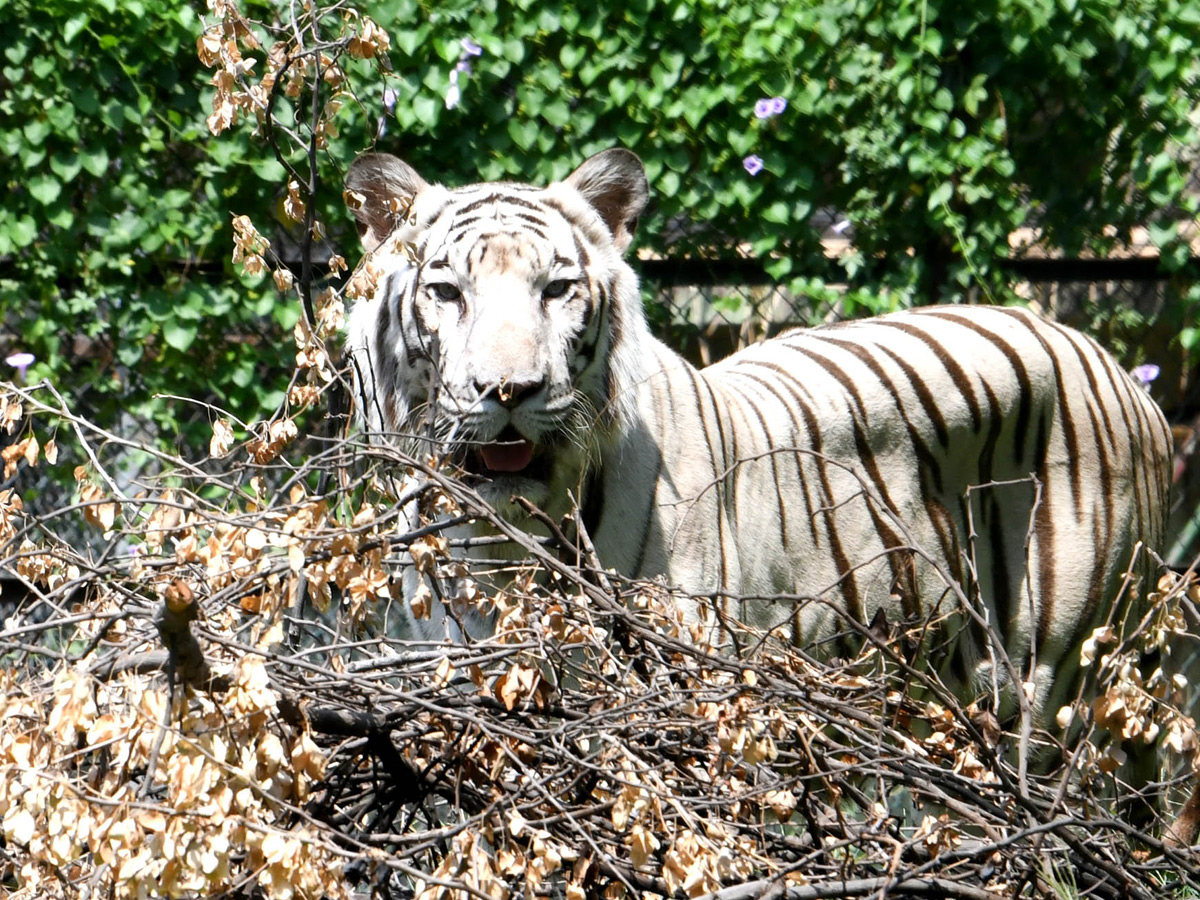 Tourists_20Throng_20To_20Nehru_20Zoological_20Park_20Photos_20_2815_29.jpg 15