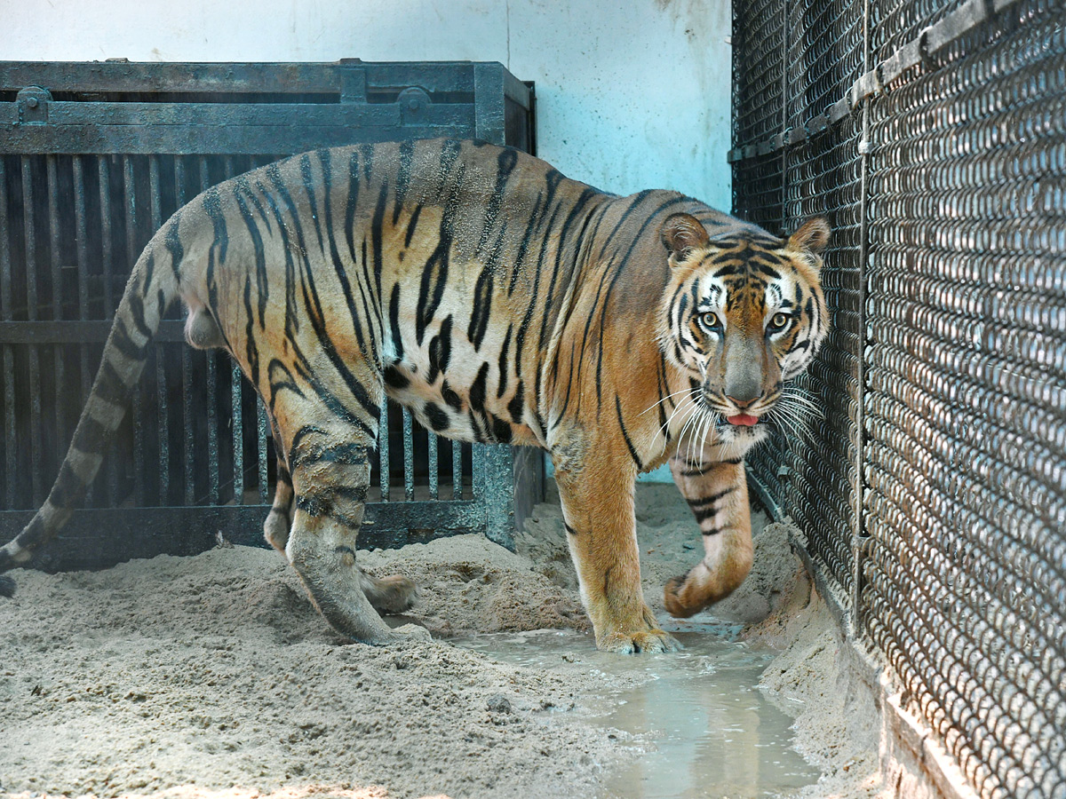 Tourists_20Throng_20To_20Nehru_20Zoological_20Park_20Photos_20_2818_29.jpg 18