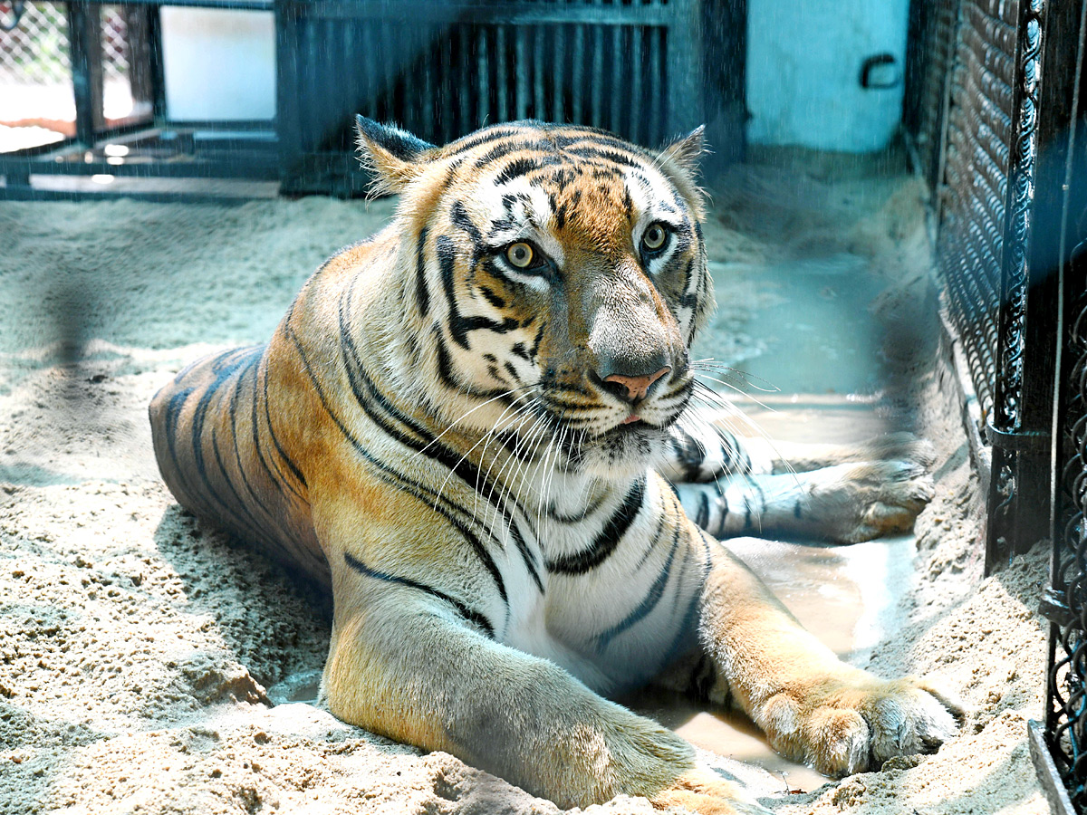 Tourists_20Throng_20To_20Nehru_20Zoological_20Park_20Photos_20_2819_29.jpg 19