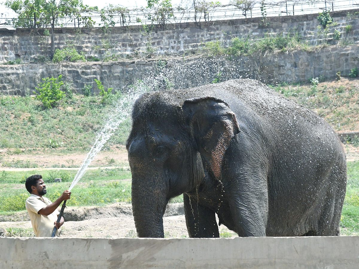 Tourists_20Throng_20To_20Nehru_20Zoological_20Park_20Photos_20_2824_29.jpg 24