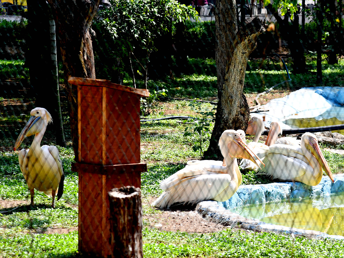 Tourists_20Throng_20To_20Nehru_20Zoological_20Park_20Photos_20_289_29.jpg 9