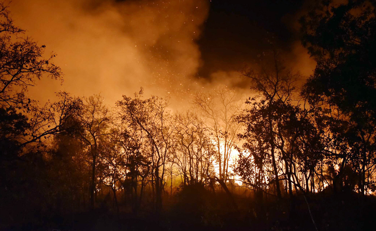 Fire_20at_20tirumala_20forest.jpg