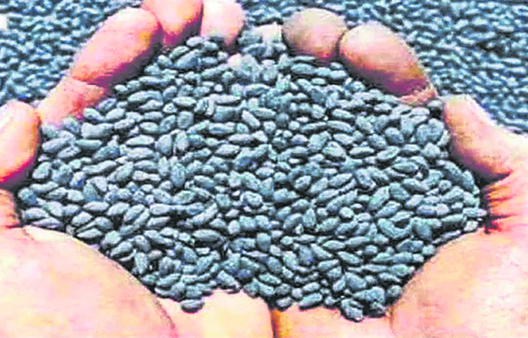 seeds.jpg