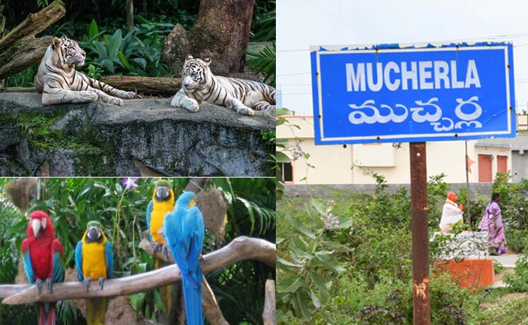 mucherla.jpg