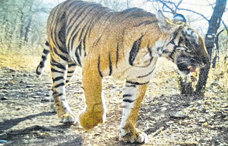 tiger.jpg
