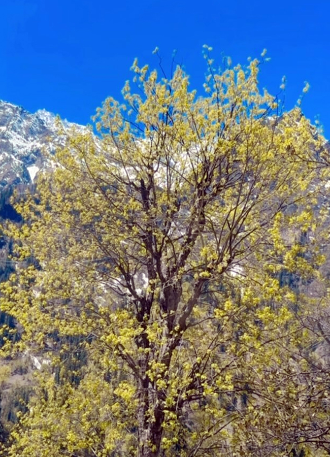 Ariyana_20Glory_20in_20Himachalpradesh9.jpg 10