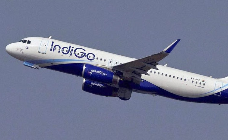 indigo1.jpg